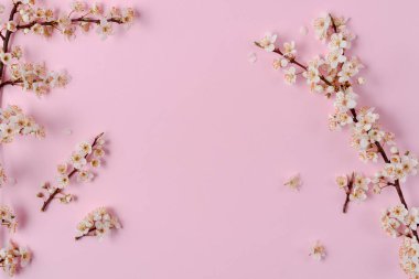 Çiçek kompozisyonu. Pastel pembe arka plan üzerinde güzel beyaz çiçekli dalları ile Bahar arka plan. Bahar ve tatil konsepti. Düz döşeme, üst görünüm, kopyalama alanı