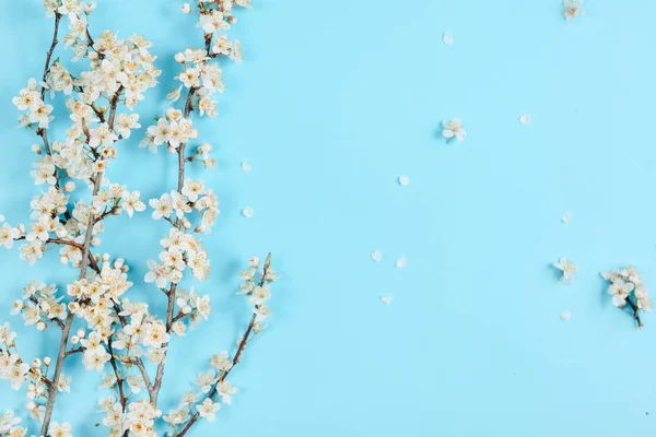 Fundo de primavera. Belos ramos floridos brancos no fundo azul pastel. Conceito de primavera e feriado. Flat lay, vista superior, espaço de cópia — Fotografia de Stock