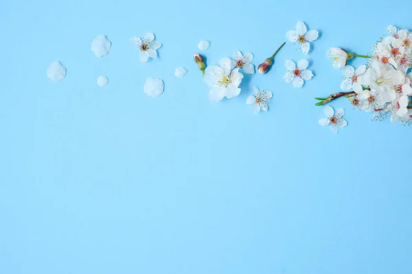 Bloemen samenstelling. Cherry Blossoms op pastel blauwe achtergrond. Lente concept. Platte lay, bovenaanzicht, kopieer ruimte — Stockfoto