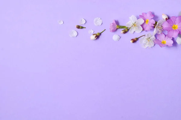 Composição de flores. Flores de cerejeira e flor em fundo púrpura pastel. Conceito de primavera. Flat lay, vista superior, espaço de cópia — Fotografia de Stock