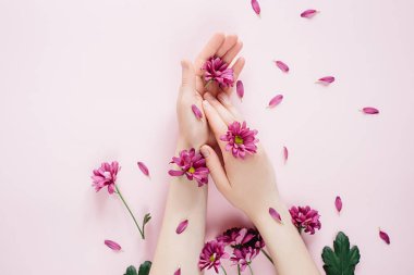 Pembe arka plan üzerinde purpure çiçekler ile yakın çekim güzel kadın el. Eller için kozmetik anti kırışıklık. Üst görünüm, kopyalama alanı