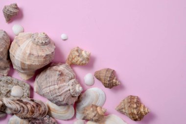 Yaz seyahat tatilyaratıcı düz yatıyordu kavramı. Pembe arka plan üzerinde çeşitli deniz kabukları üst görünümü. Alanı en az tarzda kopyalama, metin şablonu