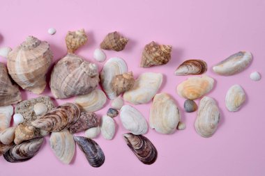 Yaz kompozisyonu. Düz yatıyordu, pembe arka plan üzerinde çeşitli deniz kabukları üst görünümü. Alanı en az tarzda kopyalayın, metin şablonu. Tatil konsepti