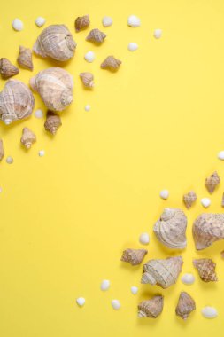 Yaz kompozisyonu. Düz yatıyordu, sarı arka plan üzerinde çeşitli deniz kabukları üst görünümü. Alanı en az tarzda kopyalayın, metin şablonu. Tatil konsepti