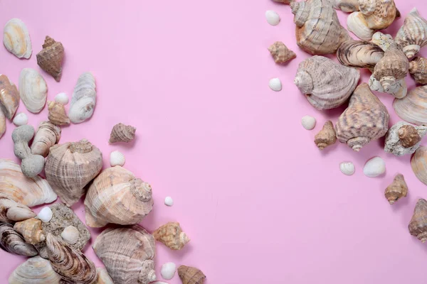 Creative flat lay concept of summer travel vacations. Top view of various kinds seashells on pink background. Copy space in minimal style, template for text — Stock Photo, Image