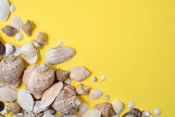 Summer composition.Flat lay, top view of various kinds seashells on yellow background. Copy space in minimal style, template for text. Vacation concept — Stock Photo, Image