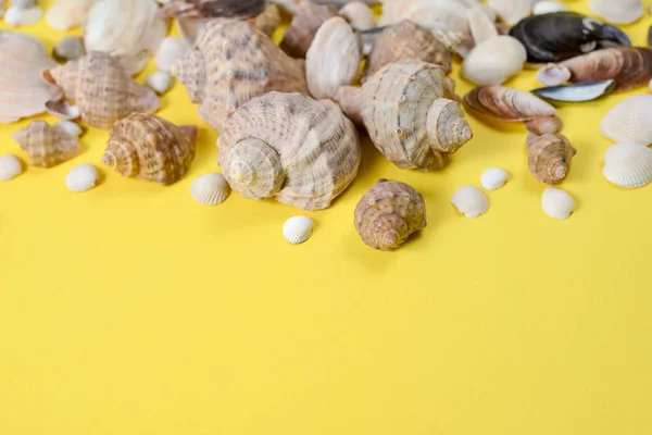 Creative flat lay concept of summer travel vacations. Top view of various kinds seashells on yellow background. Copy space in minimal style, template for text — Stock Photo, Image