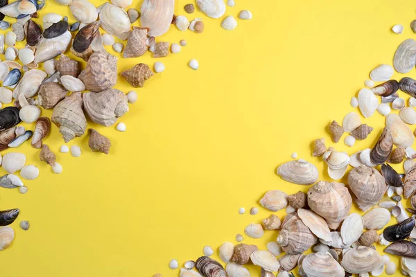 Summer composition.Flat lay, top view of various kinds seashells on yellow background. Copy space in minimal style, template for text. Vacation concept — Stock Photo, Image
