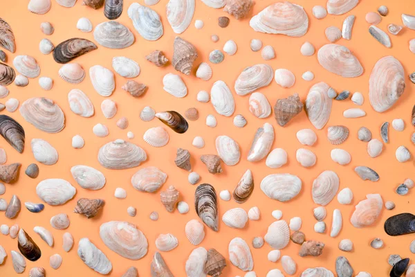 Kreative Muschelmuster auf pastellorangefarbenem Hintergrund. Sommerferienkonzept. maritimer Hintergrund — Stockfoto