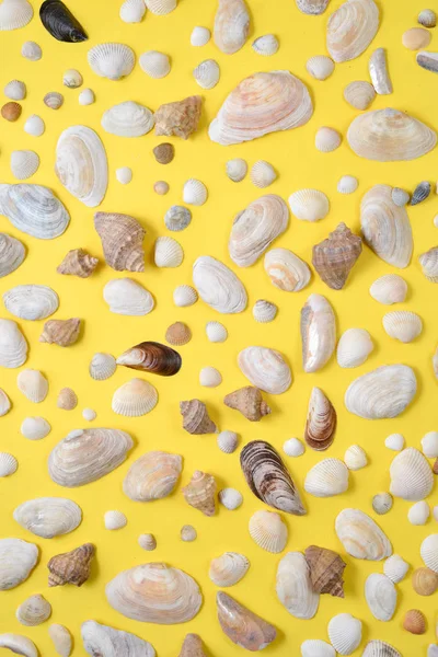 파스텔 노란색 배경에 창조적 인 다양한 조개 패턴입니다. 여름 휴가 개념입니다. 해양 배경 — 스톡 사진