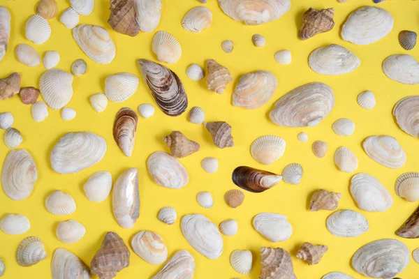 Creative various seashell pattern on pastel yellow background. S — Stock Photo, Image