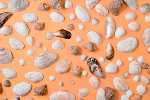 Creative various seashell pattern on pastel orange background. Summer vacation concept. Marine background — Stock Photo, Image