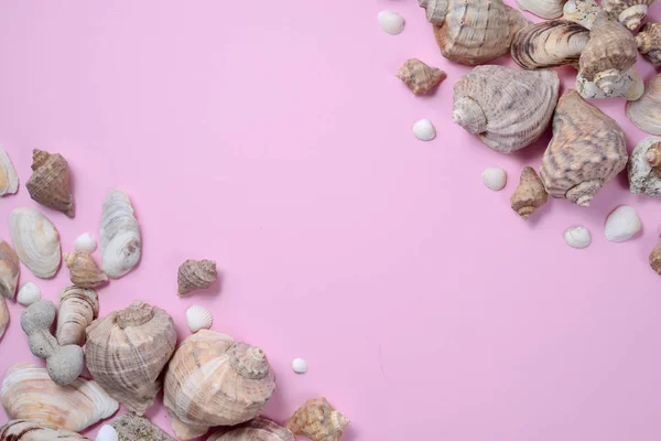 Summer composition.Flat lay, top view of various kinds seashells on pink background. Copy space in minimal style, template for text. Vacation concept — Stock Photo, Image
