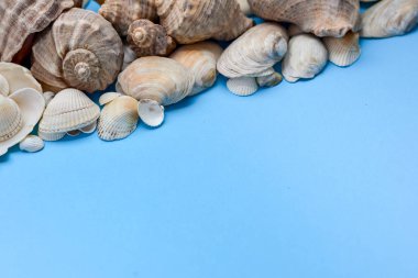 Yaz kompozisyonu. Düz yatıyordu, mavi arka plan üzerinde çeşitli deniz kabukları üst görünümü. Alanı en az tarzda kopyalayın, metin şablonu. Tatil konsepti