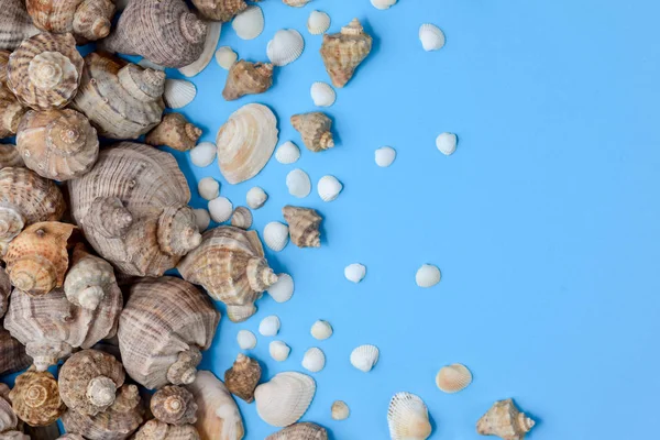 Summer composition. Flat lay, top view of various kinds seashells on blue background. Copy space in minimal style, template for text. Vacation concept — Stock Photo, Image