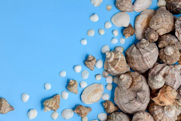 Creative flat lay concept of summer travel vacations. Top view of various kinds seashells on blue background. Copy space in minimal style, template for text — Stock Photo, Image