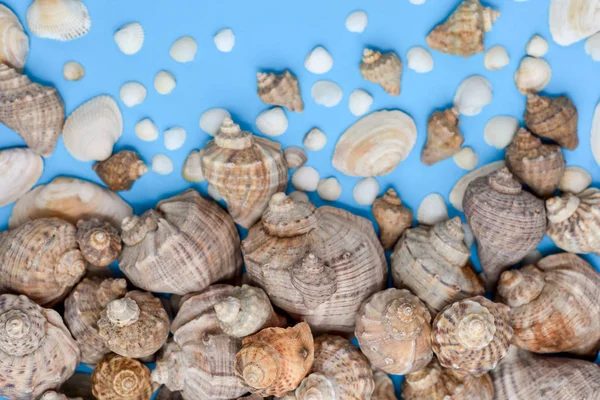 Summer composition. Flat lay, top view of various kinds seashells on blue background. Copy space in minimal style, template for text. Vacation concept — Stock Photo, Image