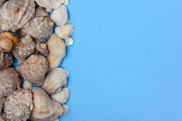 Summer composition. Flat lay, top view of various kinds seashells on blue background. Copy space in minimal style, template for text. Vacation concept — Stock Photo, Image