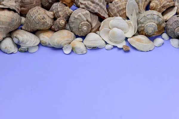 Creative flat lay concept of summer travel vacations. Top view of various kinds seashells on purple background. Copy space in minimal style, template for text — Stock Photo, Image