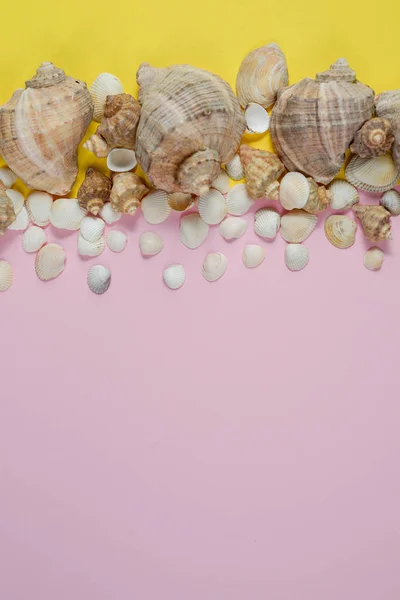 Summer composition.Flat lay, top view of various kinds seashells on pink and yellow background. Copy space in minimal style, template for text. Vacation concept — Stock Photo, Image