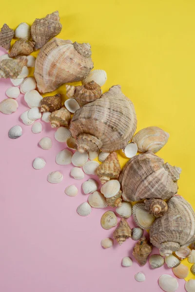 Creative flat lay concept of summer travel vacations. Top view of various kinds seashells on yellow and pink background. Copy space in minimal style, template for text — Stock Photo, Image