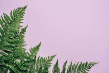 Yaz kompozisyonu. Pastel pembe arka plan üzerinde tropikal eğrelti otu yaprakları. Yaz konsepti. Düz döşeme, üst görünüm, kopyalama alanı