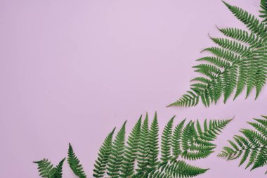 Yaz kompozisyonu. Pastel pembe arka plan üzerinde tropikal eğrelti otu yaprakları. Yaz konsepti. Düz döşeme, üst görünüm, kopyalama alanı