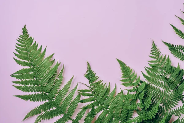 ピンクの背景に緑の熱帯シダの葉のトップビュー。平らな横たわる。シダの葉と最小限の夏のコンセプト。クリエイティブコピースペース — ストック写真
