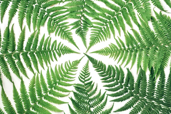 Creatieve lay-out gemaakt van kleurrijke tropische Fern bladeren op witte achtergrond. Minimaal zomer exotisch concept met Kopieer ruimte. — Stockfoto