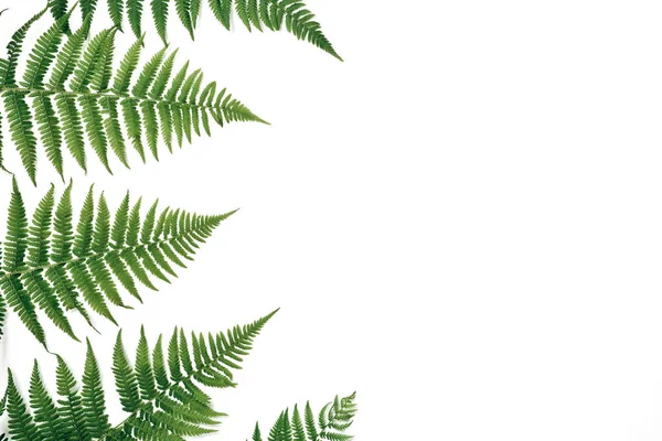 Layout creativo fatto di foglie di felce tropicale colorate su sfondo bianco. Concetto esotico estivo minimale con spazio di copia . — Foto Stock