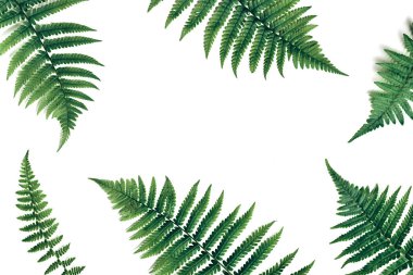 Yaz kompozisyonu. Beyaz arka planda tropikal eğrelti otu yaprakları. Yaz konsepti. Düz döşeme, üst görünüm, kopyalama alanı