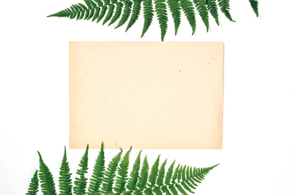 シダの葉、白い背景に紙。夏のコンセプト。フラットレイ、トップビュー、コピースペース — ストック写真
