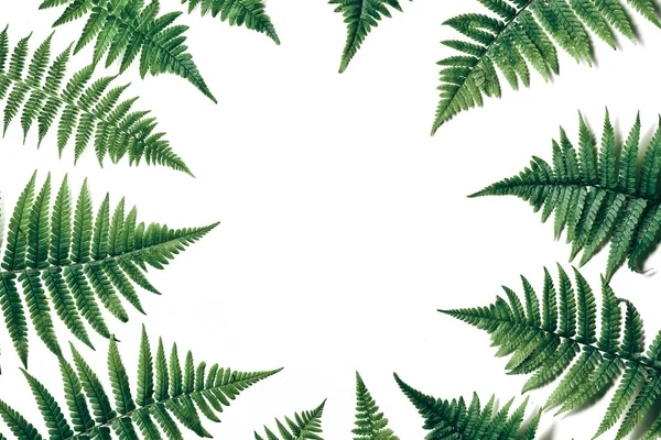 Vista dall'alto di foglie di felce tropicale verde su sfondo bianco. Piatto. Concetto estivo minimale con foglia di felce. Spazio di copia creativo — Foto Stock