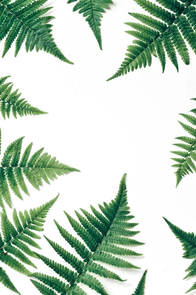Composizione estiva. Foglie di felce tropicale su sfondo bianco. Concetto estivo. Layout piatto, vista dall'alto, spazio di copia — Foto Stock
