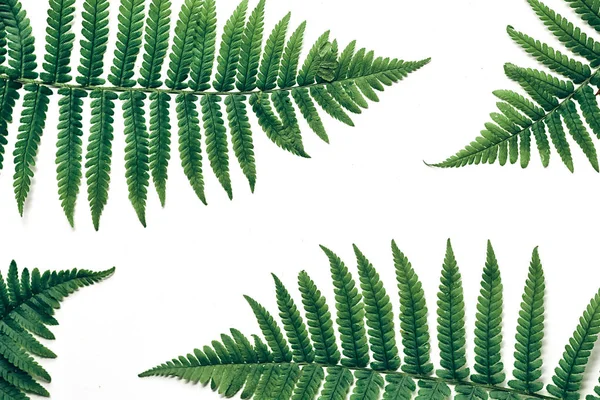 白い背景に緑の熱帯シダの葉のトップビュー。平らな横たわる。シダの葉と最小限の夏のコンセプト。クリエイティブコピースペース — ストック写真