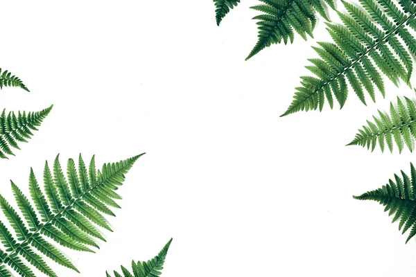 Vista dall'alto di foglie di felce tropicale verde su sfondo bianco. Piatto. Concetto estivo minimale con foglia di felce. Spazio di copia creativo — Foto Stock