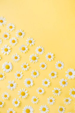Çiçekler kompozisyon. Sarı arka planda beyaz papatya papatya çiçekleri çiçek deseni. Yaz konsepti. Düz yatıyordu, üst görünüm, kopya alanı