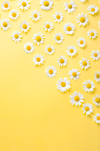 Floral background. Pattern of white chamomile daisy flowers on yellow background.Summer concept. Flat lay, top view, copy space