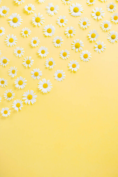 Flowers composition. Flower pattern of white chamomile daisy flowers on yellow background.Summer concept. Flat lay, top view, copy space