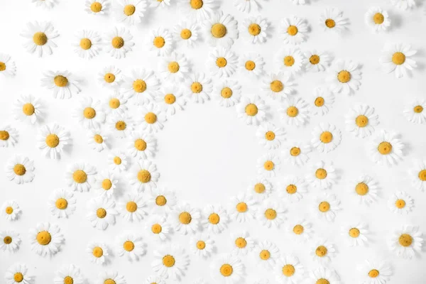 Composición de flores. Patrón floral hecho de flores de margarita de manzanilla blanca sobre fondo blanco. Concepto de verano. Piso tendido, vista superior, espacio para copiar. Fondo de margarita — Foto de Stock