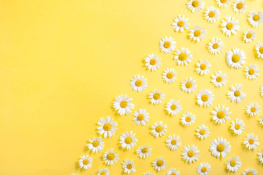 Çiçekler kompozisyon. Sarı arka planda beyaz papatya papatya çiçekleri çiçek deseni. Yaz konsepti. Düz yatıyordu, üst görünüm, kopya alanı