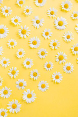 Çiçekli arka plan. Sarı arka planda beyaz papatya papatya çiçek deseni. Yaz konsepti. Düz yatıyordu, üst görünüm, kopya alanı