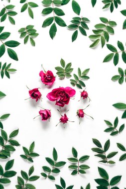 Yaz minimal kavramı. Desen kırmızı gül çiçekleri ve beyaz arka plan üzerinde yeşil küçük yapraklarıyapılmış. Herhangi bir kartpostal veya kutlama kartı dekorasyon için birçok küçük yaprakları. Düz döşeme, üst görünüm