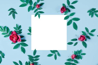Kırmızı gül, yeşil yapraklar ve mavi arka plan üzerinde beyaz çerçeve ile yapılan yaratıcı düzen. Yaz minimal kavramı. Doğa arka planı. Düz döşeme, üst görünüm, kopyalama alanı