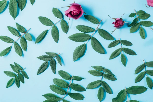 Padrão floral feito de rosas vermelhas, folhas verdes, ramos no fundo azul pastel. Deitado plano, vista superior. Fundo da natureza. Padrão de flores. Textura padrão de flores — Fotografia de Stock