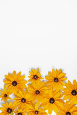 Sarı çiçekler beyaz arka planda temsil edilir. Herhangi bir kartpostal veya kutlama kartı dekorasyon için birçok çiçek. Yaz ve sonbahar konsepti. Düz döşeme, üst görünüm, kopyalama alanı