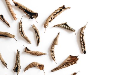 Sonbahar kompozisyonu. Beyaz arka planda kurutulmuş yapraklar. Sonbahar ve Şükran Günü konsepti. Düz döşeme, üst görünüm, kopyalama alanı