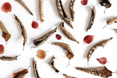 Sonbahar kompozisyonu. Beyaz arka planda kurumuş yaprakların deseni. Sonbahar, sonbahar, Şükran Günü konsepti. Creative Flalat lay, top view, copy space