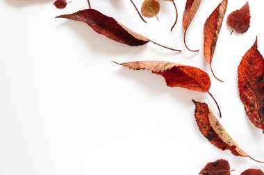 Sonbahar kompozisyonu. Beyaz arka planda kurumuş yaprakların deseni. Sonbahar, sonbahar, Şükran Günü konsepti. Creative Flalat lay, top view, copy space