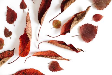 Sonbahar kompozisyonu. Beyaz arka planda kurumuş yaprakların deseni. Sonbahar, sonbahar, Şükran Günü konsepti. Creative Flalat lay, top view, copy space